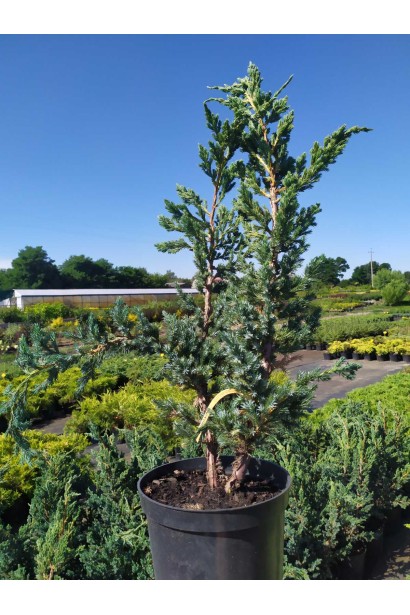 Можжевельник чешуйчатый Мейери - 5л/вис.60-70см/Ø40-50см